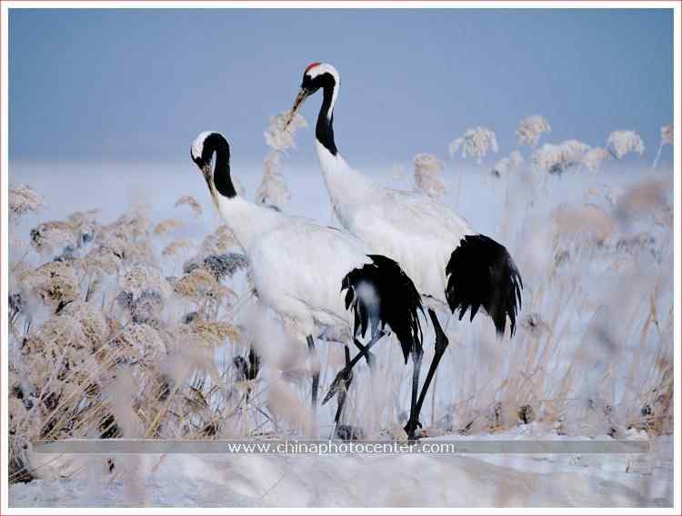 长寿之神——丹顶鹤