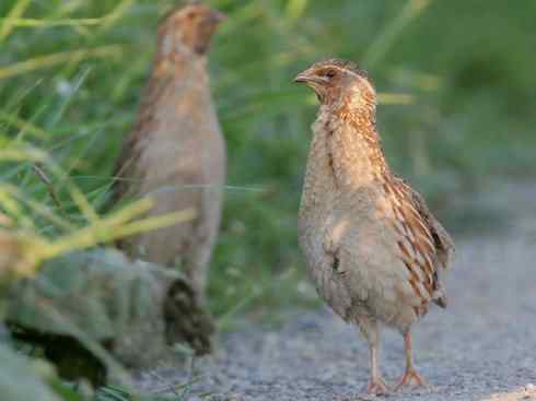 凤凰：传说的鸟原型探秘（鹌鹑）