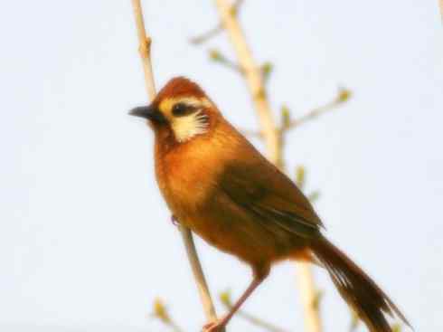 家禽驯化之源之十六