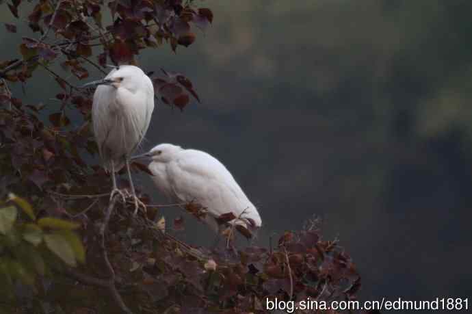 800mm的轻便大炮-望远镜摄影之习作