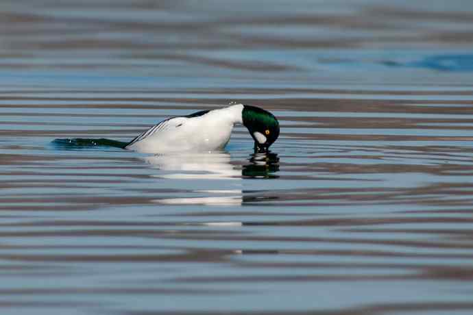 鹊鸭秀芭蕾 wbr倒踢紫金冠☆★
