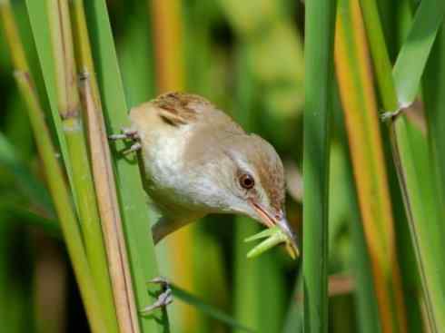 鸟类之最:湿地苇莺