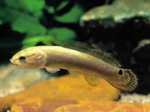 鱼类活化石：弓鳍鱼