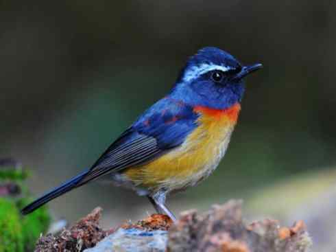 美丽无罪：雀鸟之林鸲