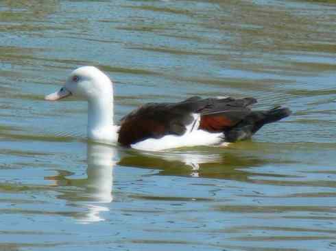 白头鸟系列:另类的美丽9 白头鸟系列:另类的美丽9