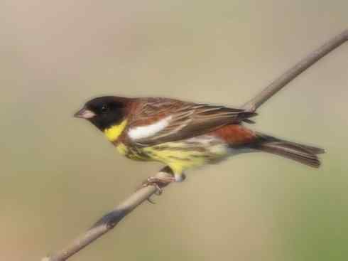 家禽驯化之源之十八