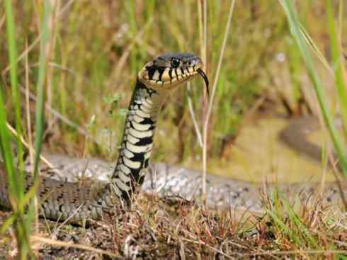 龙：传说的兽原型探秘（水蛇类）