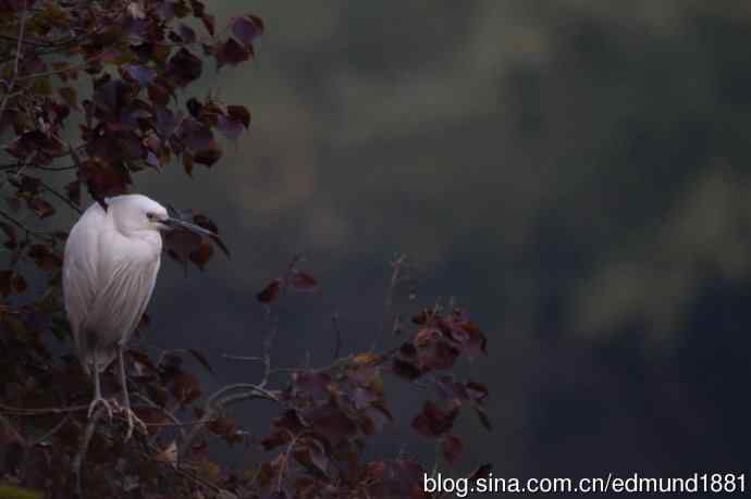 800mm的轻便大炮-望远镜摄影之习作