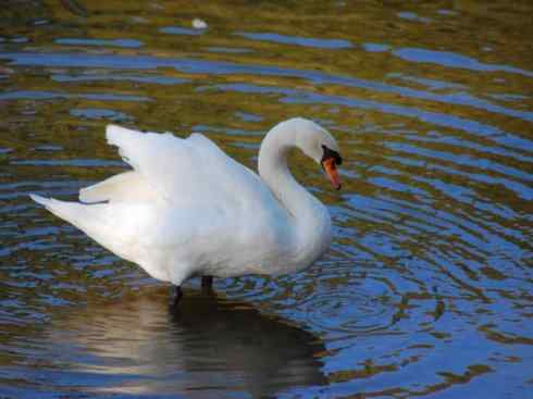 家禽驯化之源之十一