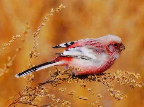 极品红色鸟类：红蜂虎