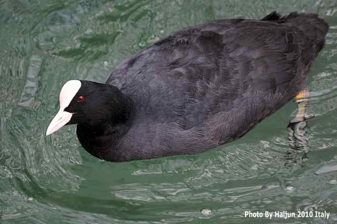 【亚平宁半岛之旅 wbr. wbr角逐白骨顶】