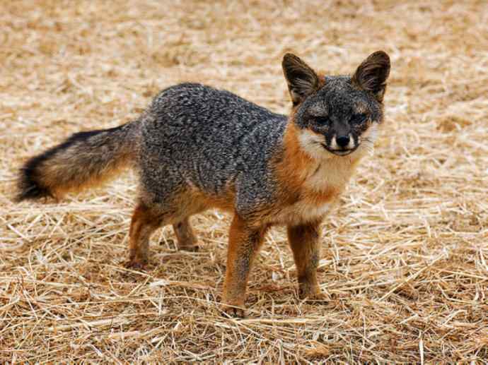 犬科：狐亚科灰狐属之灰狐、岛屿灰狐