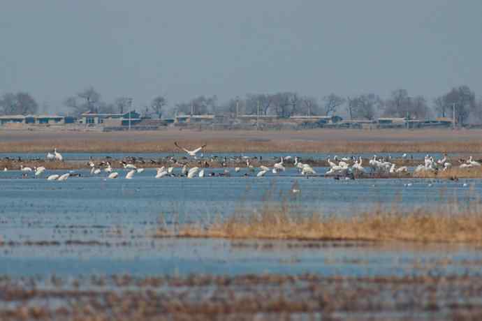 【新鸟】暮春观白鹤☆