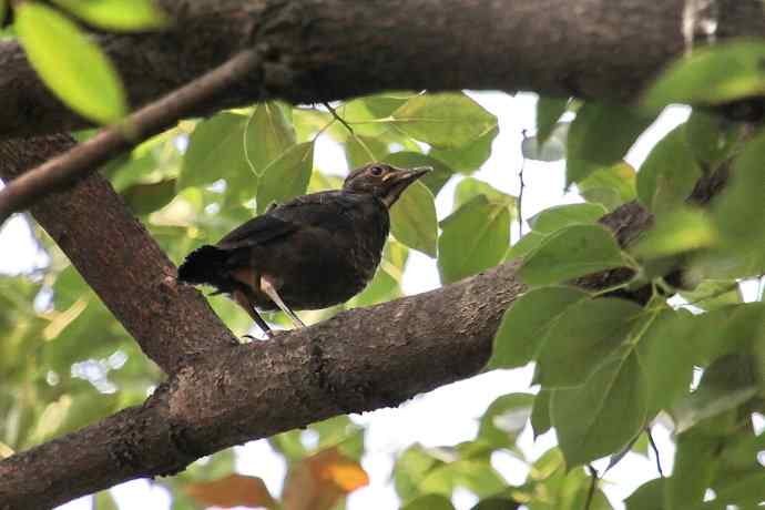摄鸟拾趣(六) wbr乌鸫dong(幼鸟) wbr2012.06 摄鸟拾趣(六) wbr乌鸫dong(幼鸟) wbr2012.06