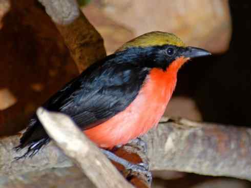 美丽无罪：雀鸟之丛伯劳