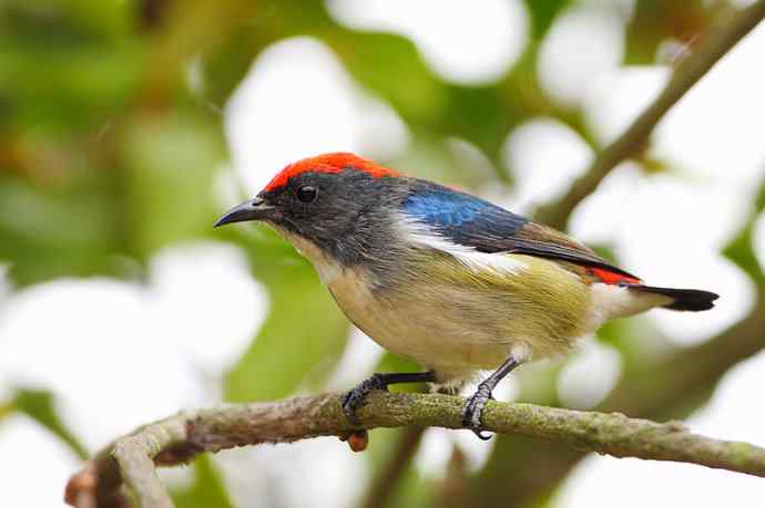 朱背情缘 朱背情缘