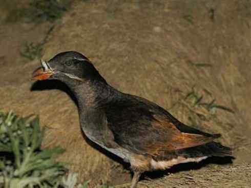 奇特的盔：角嘴海雀