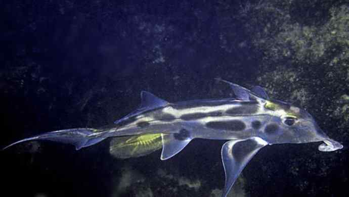 鱼类活化石：叶吻银鲛