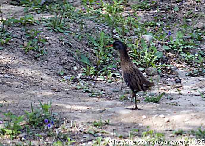 芦苇丛中的秧鸡 wbr2