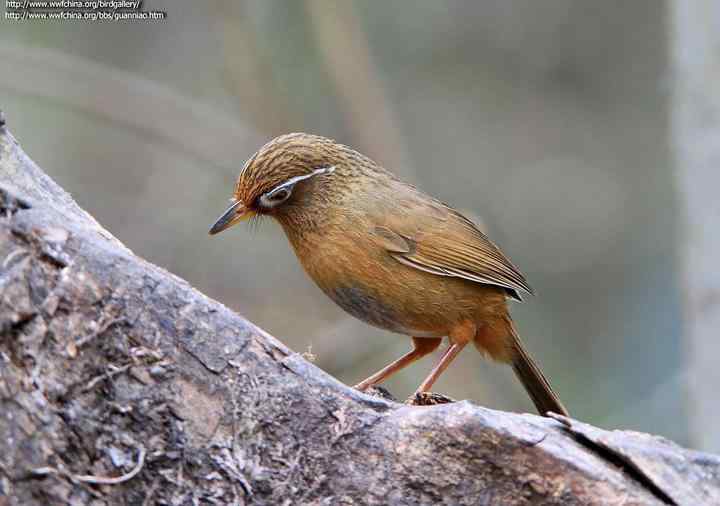 画眉饲养知识大全：画眉300问