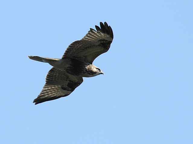 望京楼观赏猛禽迁徙