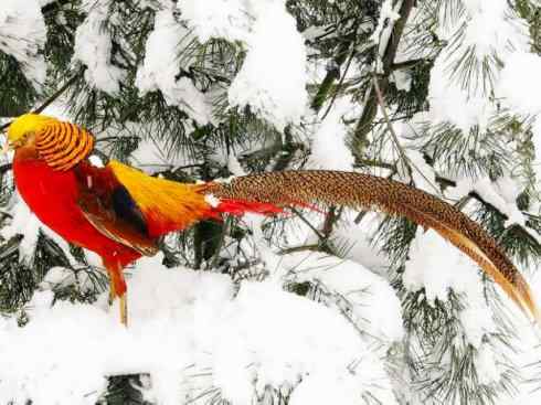 凤凰：传说中的鸟原型探秘（锦鸡）