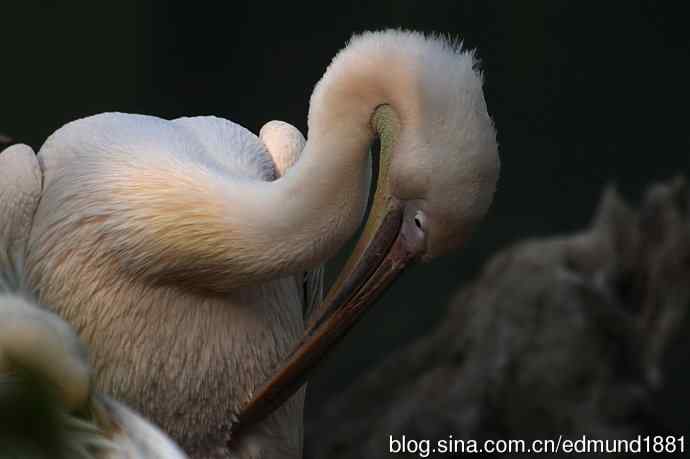 轻便的1000mm-3000mm的穷人大炮 轻便的1000mm-3000mm的穷人大炮