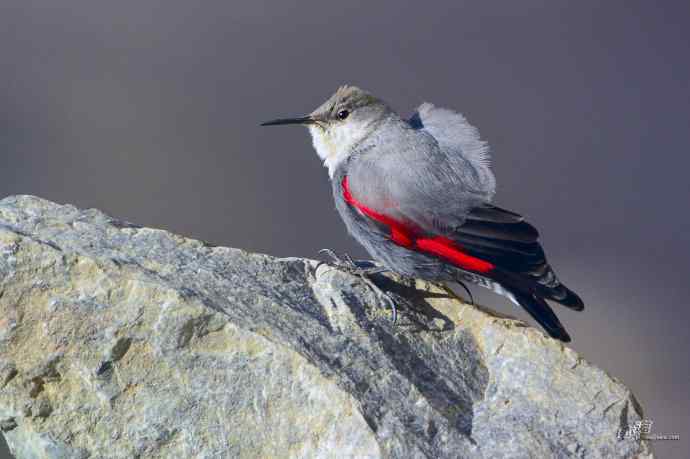 红翅旋壁雀头顶羽毛排列独特