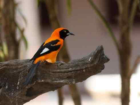 美丽无罪：雀鸟之欣赏