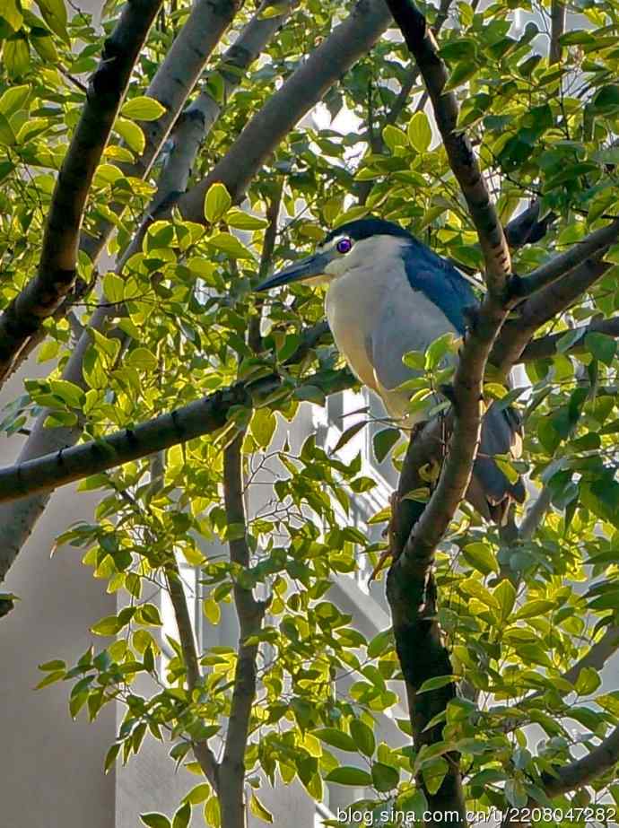 索尼NEX--5N 18-55mm散步时打夜鹭/乌鸫