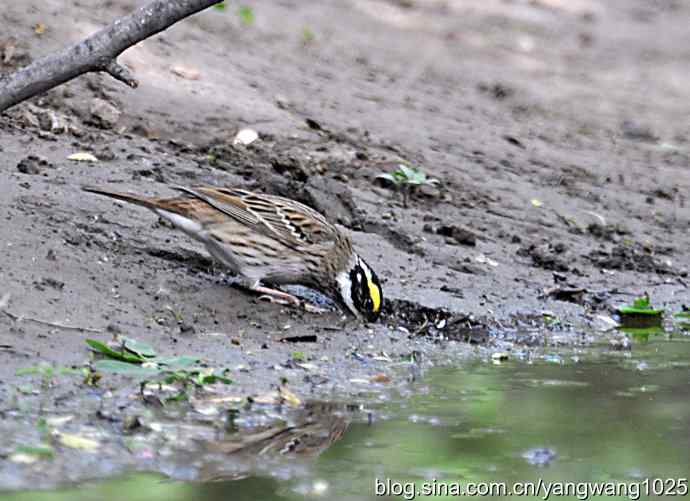 黄眉鹀与白眉鹀