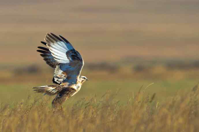 秋意正浓（摄于达里湖）