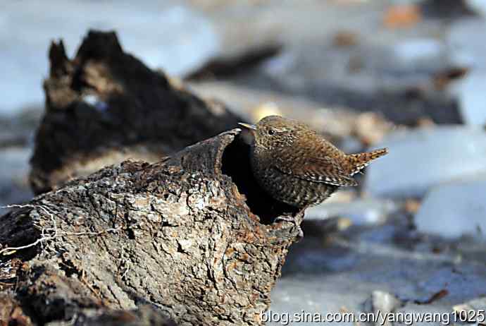 恋窝的鹪鹩 wbr1