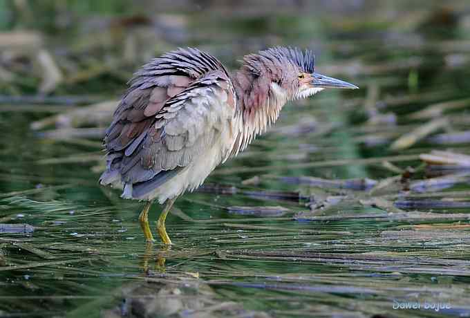 植物园：紫背.白眉和绿啄　