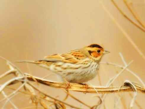 家禽驯化之源之十八