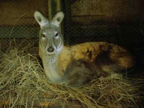 麒麟：传说的兽原型探秘（长颈鹿）