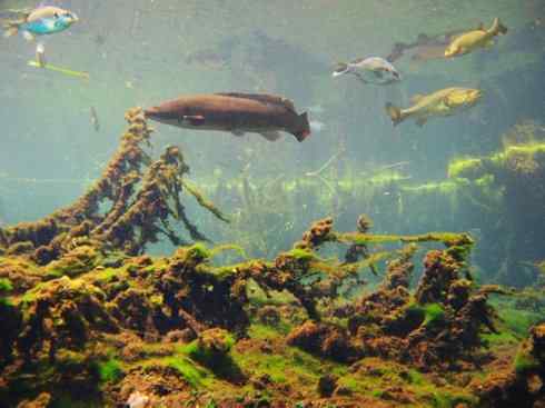 鱼类活化石：弓鳍鱼