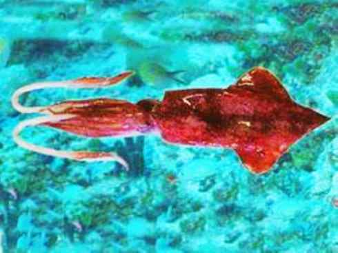 自然奇观：动物大迁徙(乌贼）