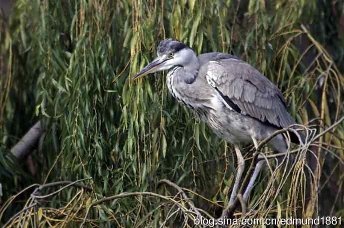 轻便的1000mm-3000mm的穷人大炮 轻便的1000mm-3000mm的穷人大炮
