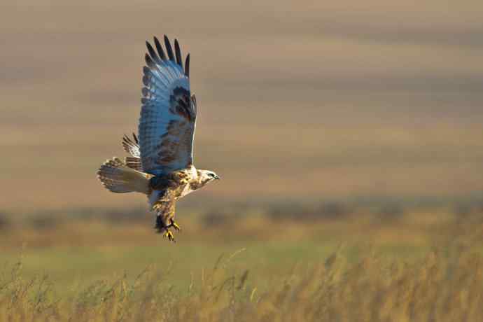 秋意正浓（摄于达里湖）