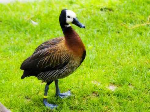 欣赏:美丽的树鸭 欣赏:美丽的树鸭