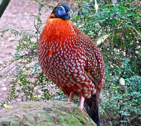 凤凰：传说中的鸟原型探秘（锦鸡）