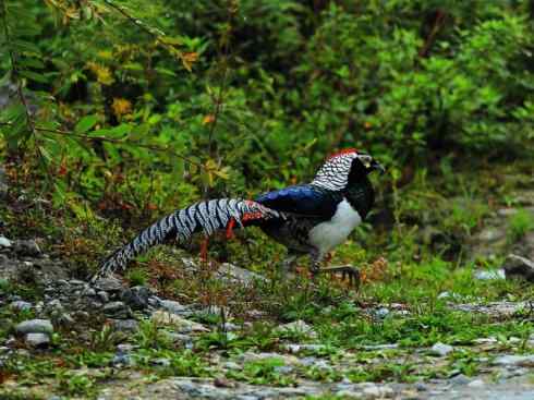 凤凰：传说中的鸟原型探秘（锦鸡）