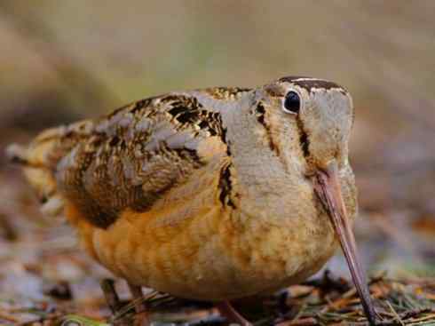 鸟类之最:小丘鹬 鸟类之最:小丘鹬