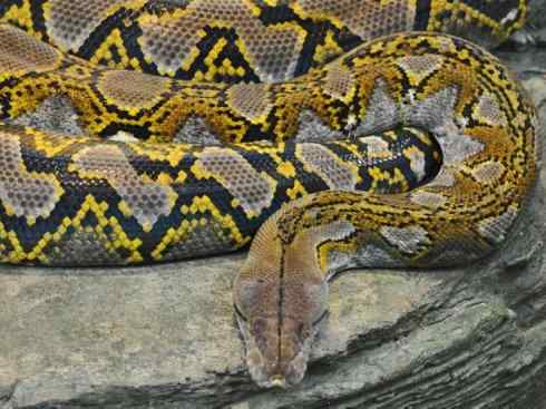 龙：传说的兽原型探秘（蟒蛇类）