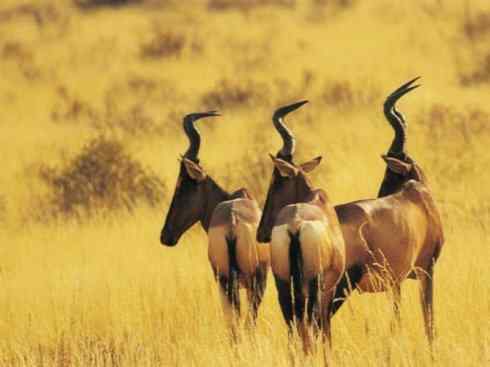 麒麟：传说的兽原型探秘（狷羚）