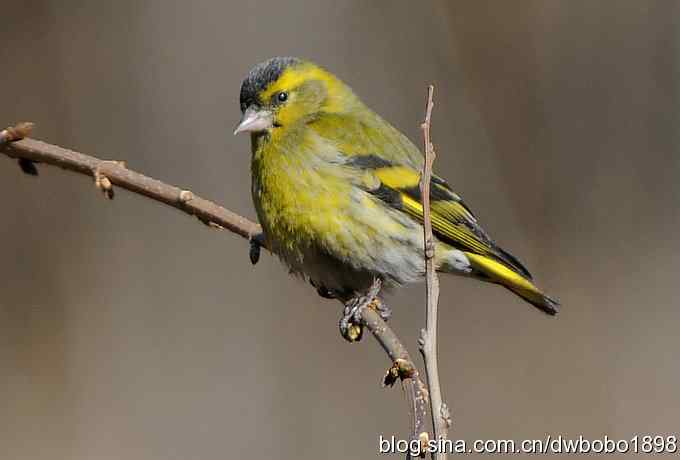 黄雀和植物园众小鸟 黄雀和植物园众小鸟