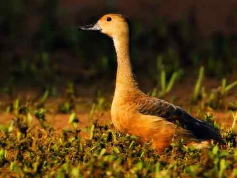欣赏:美丽的树鸭 欣赏:美丽的树鸭
