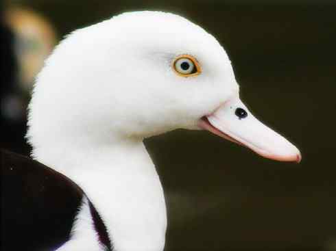 白头鸟系列:另类的美丽9 白头鸟系列:另类的美丽9