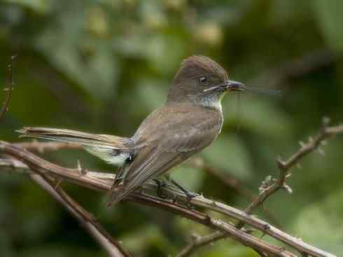 雀鸟也彪悍：四两拨千斤（王霸鹟）